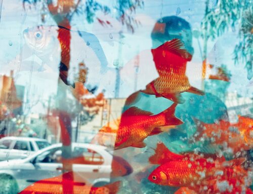 All the goldfish are better than one when it comes to community design.&nbsp;